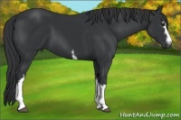 Horse Color:White Spotted Black 
