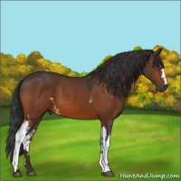 Horse Color:White Spotted Bay 
