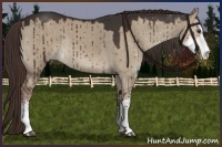 Horse Color:Liver Red Dun Sabino 