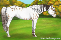 Horse Color:Sable Champagne Near Leopard and Gray Sable Champagne Near Leopard