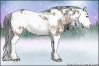 Horse Color:Brown Dun Sabino Splash Rabicano