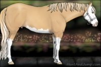 Horse Color:Gold Champagne Splash