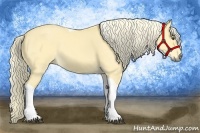 Horse Color:Palomino Dun Tobiano