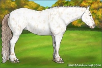 Horse Color:Gold Champagne Dun Appaloosa and Gold Champagne Dun Appaloosa