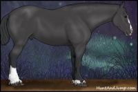 Horse Color:Black Sabino 