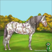 Horse Color:Amber Champagne Appaloosa and Nacre Sable Champagne Appaloosa