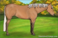 Horse Color:Silver Bay 