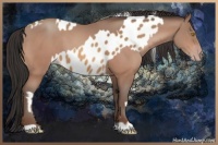 Horse Color:Amber Champagne Appaloosa  and Amber Champagne 