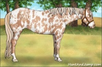 Horse Color:Gold Champagne Appaloosa  and Gold Champagne Appaloosa 
