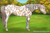 Horse Color:Amber Champagne Appaloosa and Amber Champagne Appaloosa