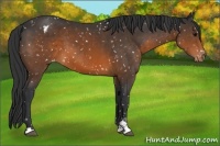 Horse Color:Brown Sabino Snowflake Varnish 