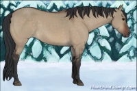 Horse Color:Brown Dun