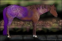 Horse Color:Chocolate Bay 