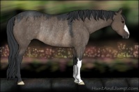 Horse Color:Brown Dun Rabicano 