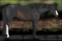 Horse Color:Brown 