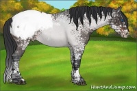 Horse Color:Brown Ice Roan Splash Appaloosa