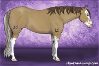 Horse Color:Classic Champagne Splash