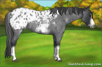 Horse Color:White Spotted Blue Roan Splash Frame Appaloosa 