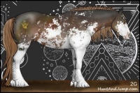 Horse Color:Liver Chestnut Sabino