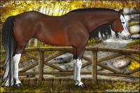 Horse Color:Gray Bay Splash 