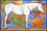 Horse Color:Buckskin Appaloosa