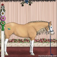 Horse Color:Gold Champagne Splash 