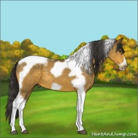 Horse Color:Buckskin Tobiano Frame 