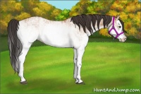 Horse Color:White Spotted Bay Splash  and White Spotted Bay Dun Splash 