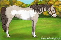 Horse Color:Classic Champagne Dun Frame Rabicano