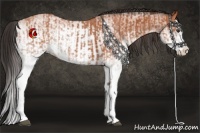 Horse Color:White Spotted Bay Splash  and White Spotted Bay Splash 