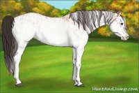 Horse Color:White Spotted Bay Splash  and White Spotted Bay Dun Splash 