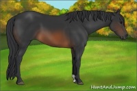 Horse Color:Brown 