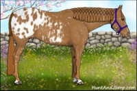 Horse Color:Chestnut Appaloosa