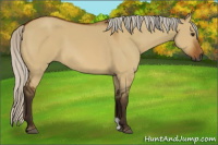 Horse Color:Gray Silver Bay Dun