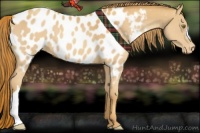 Horse Color:Gold Champagne Appaloosa