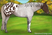 Horse Color:Silver Brown Appaloosa 
