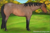 Horse Color:Bay Roan 