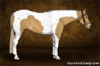 Horse Color:Palomino Tobiano 