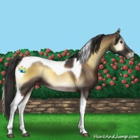 Horse Color:Liver Red Onyx Sabino Tobiano Rabicano 