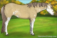 Horse Color:Chocolate Palomino Dun Sabino 