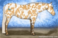 Horse Color:White Spotted Silver Buckskin Appaloosa Rabicano 