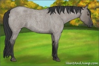 Horse Color:Grullo Roan