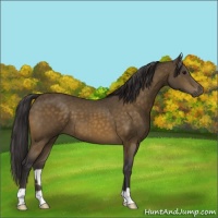 Horse Color:Buckskin 