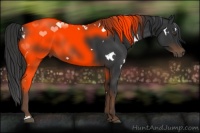 Horse Color:White Spotted Liver Chestnut 