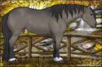 Horse Color:Black 