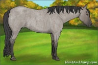 Horse Color:Smoky Grullo Roan 