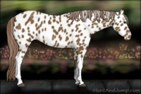 Horse Color:Chocolate Palomino Near Leopard 