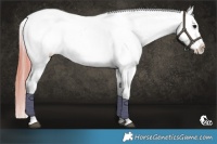 Horse Color:Bay Ice Roan Dun Blanket 