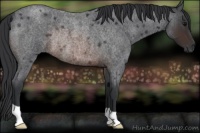 Horse Color:Brown Roan Rabicano 