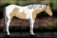 Horse Color:Buckskin Tobiano Rabicano 